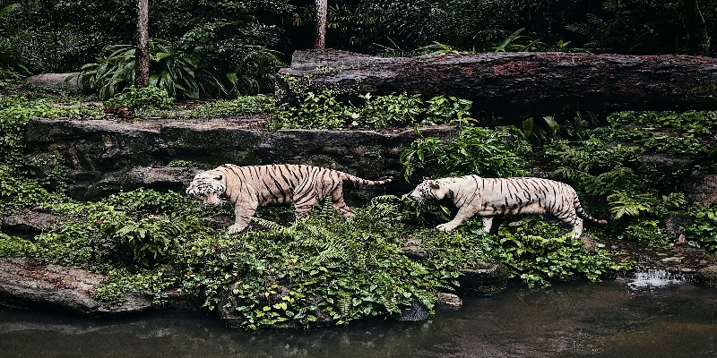 Up close with exotic animals in Singapore Zoo's open habitats: adventurous places to visit in the city 