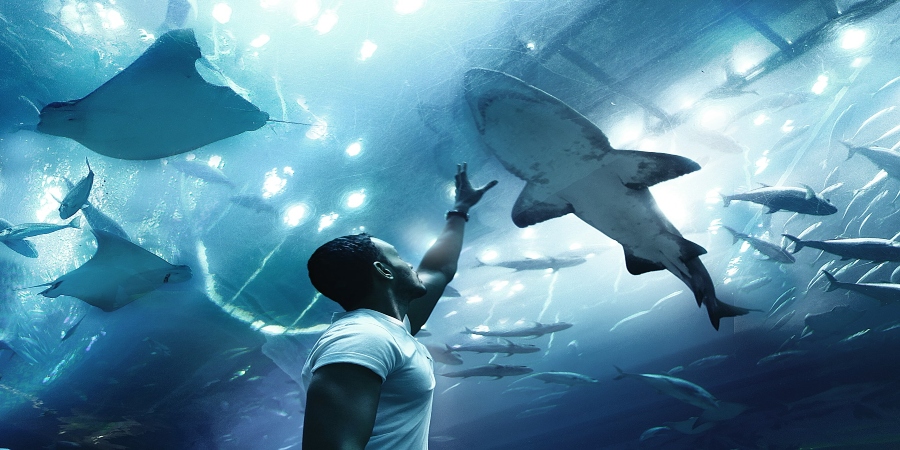 A man marvels at the Dubai Aquarium, immersed in the underwater world with vibrant marine life swimming all around him.