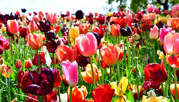 Fraden full of more than 50 plus tulips in pink and red in color