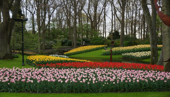 Beautiful keukenhof garden surrounded by trees and beautiful flowers.