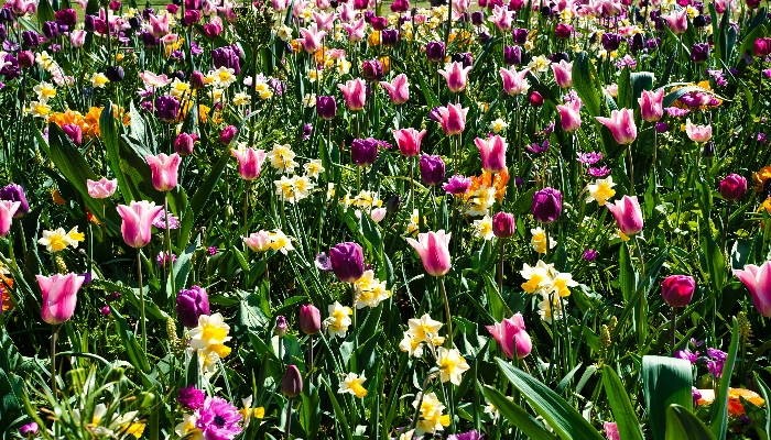 Tulips in keukenhof garden in pink, darkpink and yellow color.