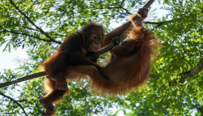 Orangutan in Singapore Zoo