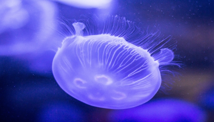 Spotting different species in Vancouver Aquarium is a top thing to do in Vancouver BC.