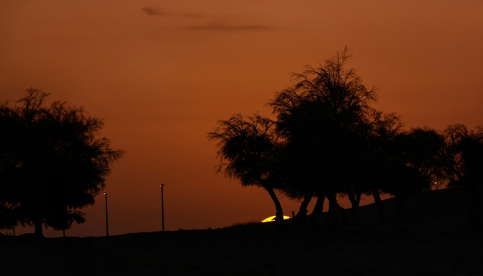 Sunset view through desert trees, capturing the tranquil evening atmosphere of Dubai Desert Safari Tours for accessibility and SEO.