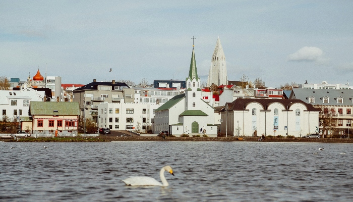 A white swan swims in the foreground on Lake Tjörnin in Reykjavik, with the city skyline, including the green steeple of the Fríkirkjan church and the iconic Hallgrímskirkja in the distance.