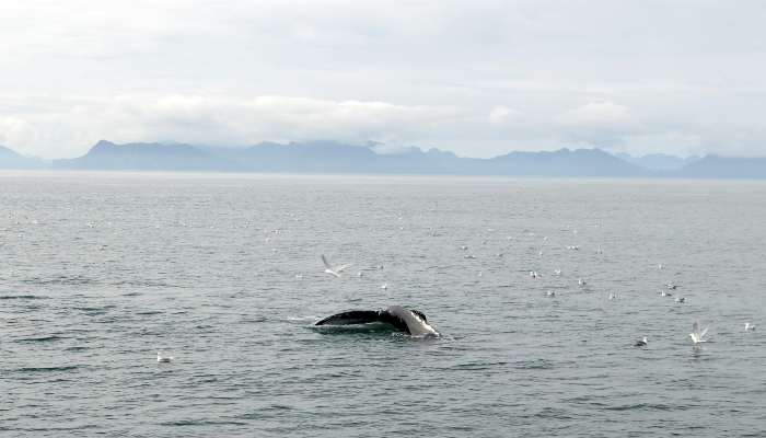 The tail fluke of a large whale emerges from the calm ocean water during a whale-watching tour off the coast of Iceland, with mountains visible in the hazy distance.