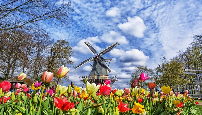 Colorful tulips blooming in the foreground with a traditional Dutch windmill at Keukenhof under a bright spring sky.
