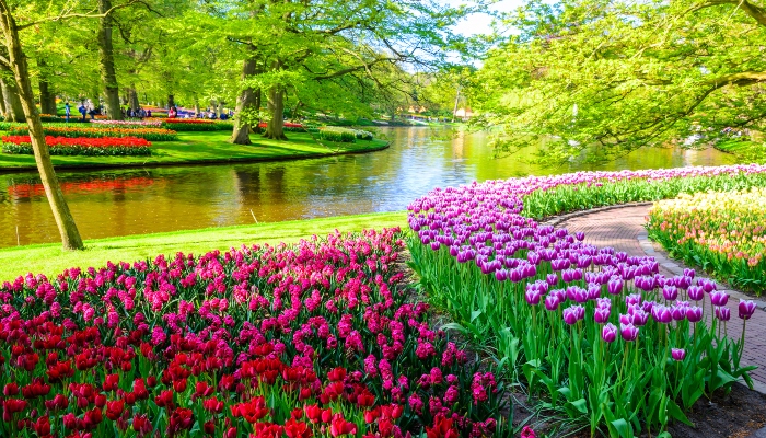 Curving walking path beside a calm canal, lined with vibrant purple and red tulips inside Keukenhof gardens in spring.