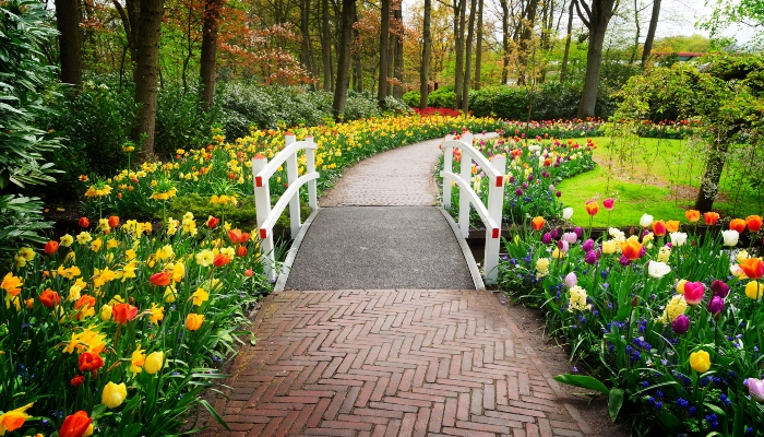 White wooden bridge crossing a garden path surrounded by yellow, red, and purple tulips at Keukenhof.
