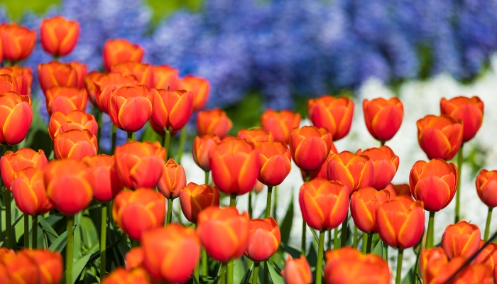Close-up view of orange tulips in full bloom, with softly blurred spring flowers in the background at Keukenhof.