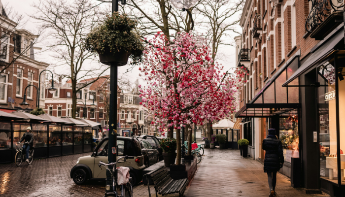Cherry blossom tree blooming along a quiet street in Amsterdam during spring season in the Netherlands.
