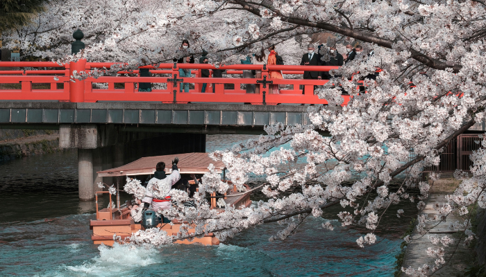 Cherry blossoms along a canal walkway near Philosopher’s Path in Kyoto during Japan sakura season.