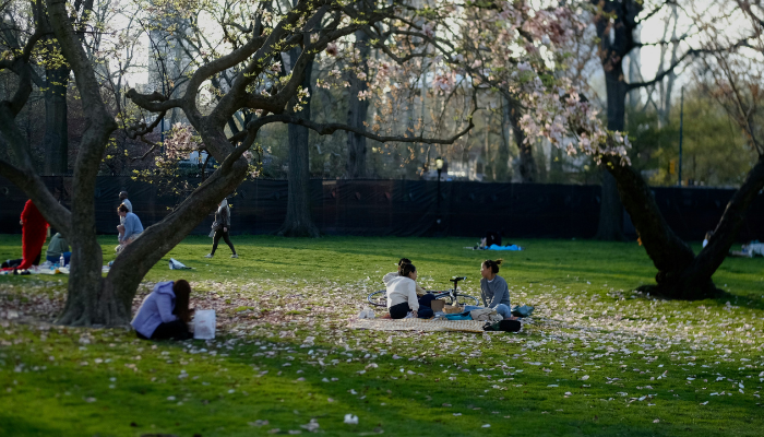 People relaxing under cherry blossom trees in Central Park New York during spring bloom season.