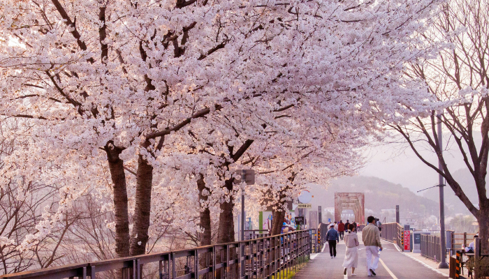 Visitors walking under cherry blossom trees at Yeojwacheon Stream during Jinhae cherry blossom festival South Korea.