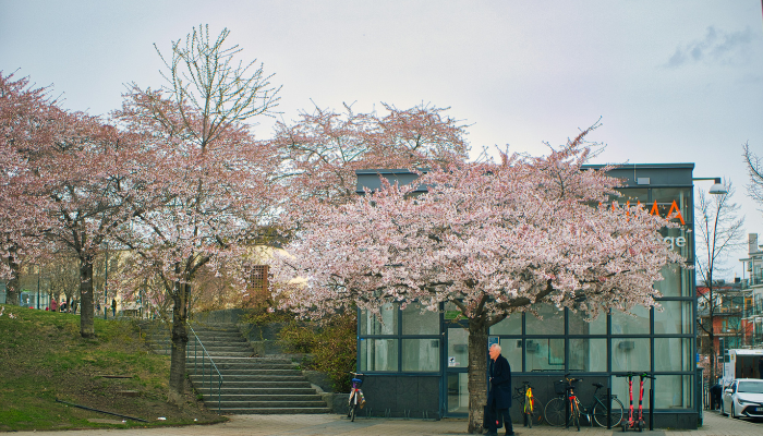 Cherry blossom trees blooming in Kungsträdgården park Stockholm during late spring sakura season.