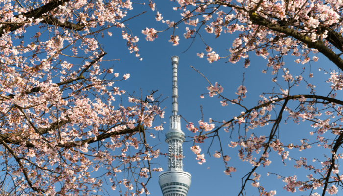 Tokyo Skytree framed by cherry blossom branches during peak sakura season in Tokyo Japan.