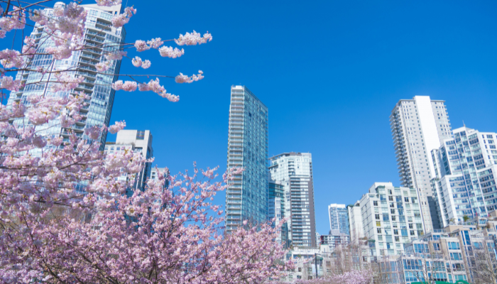 Cherry blossom trees blooming near city skyline in Vancouver during spring cherry blossom season Canada.