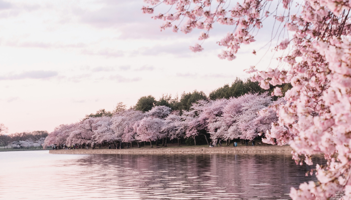 Cherry blossom trees lining the Tidal Basin waterfront in Washington DC during peak bloom season.