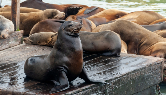 Sea lions resting on wooden docks at Pier 39 in Fisherman’s Wharf San Francisco.