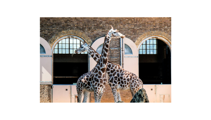 Two giraffes standing together inside the giraffe enclosure at London Zoo.