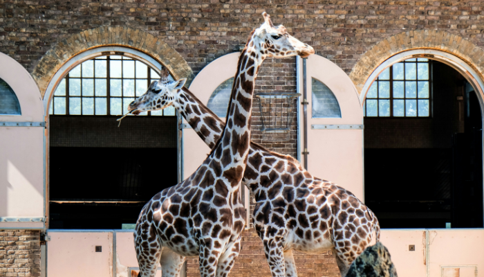 Two giraffes standing together inside the giraffe enclosure at London Zoo.