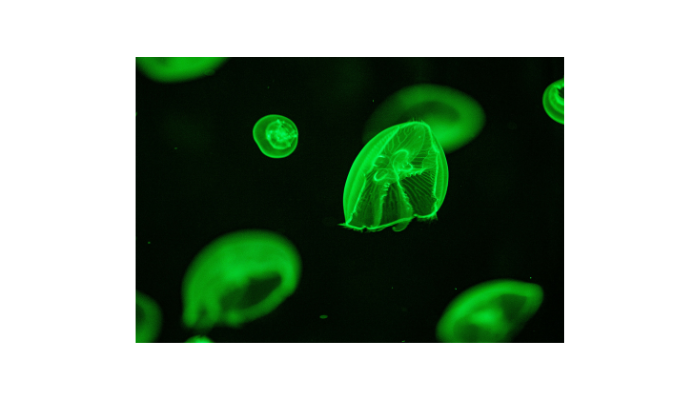 Glowing green jellyfish floating inside a dark aquarium tank at SEA LIFE London Aquarium.