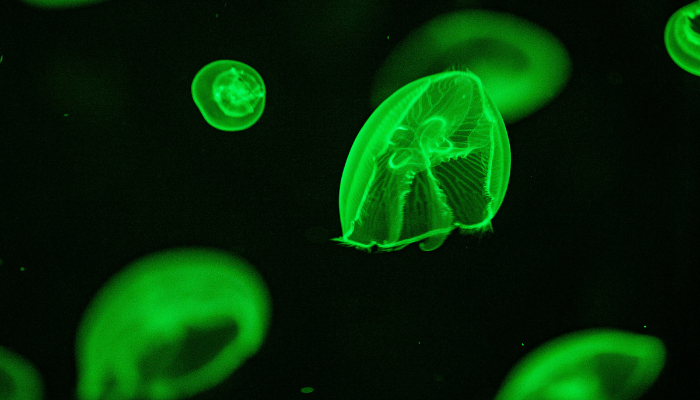Glowing green jellyfish floating inside a dark aquarium tank at SEA LIFE London Aquarium.