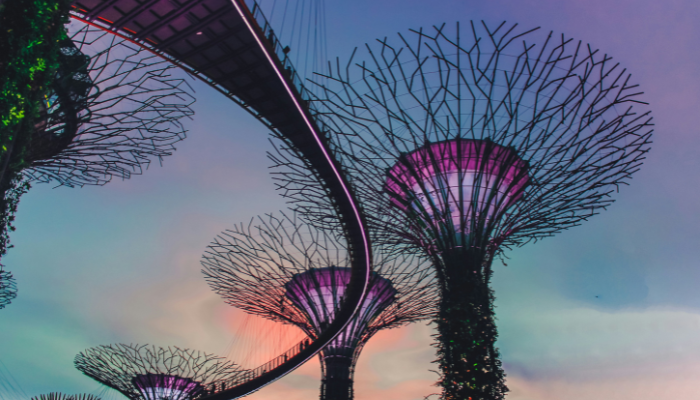 Supertree structures illuminated against the evening sky at Gardens by the Bay in Singapore.