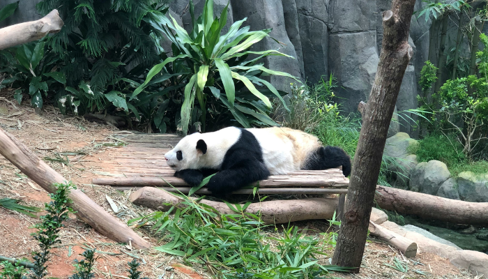 Giant panda resting on a wooden platform in a leafy habitat at Singapore Zoo.