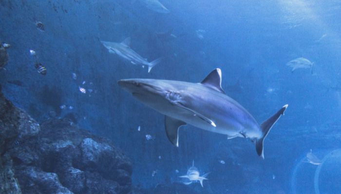 Shark swimming through a large underwater aquarium exhibit in Singapore.