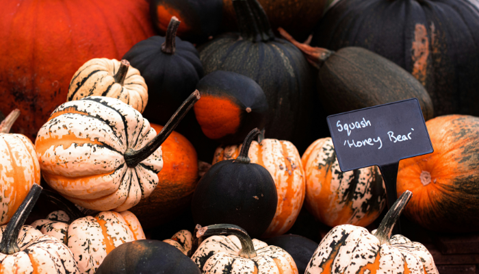 A collection of orange, black and white pumpkins displayed together, with a small sign labelled “Squash Honey Bear” in the centre.